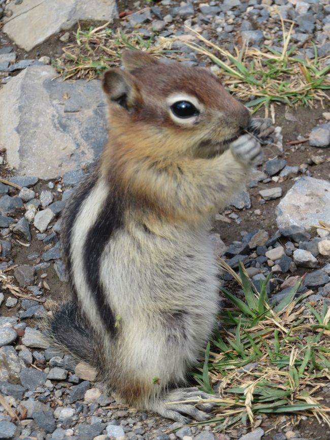 Chipmunk in front of Lichens