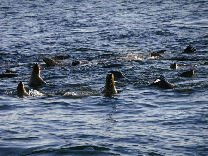 Sea lions were also present