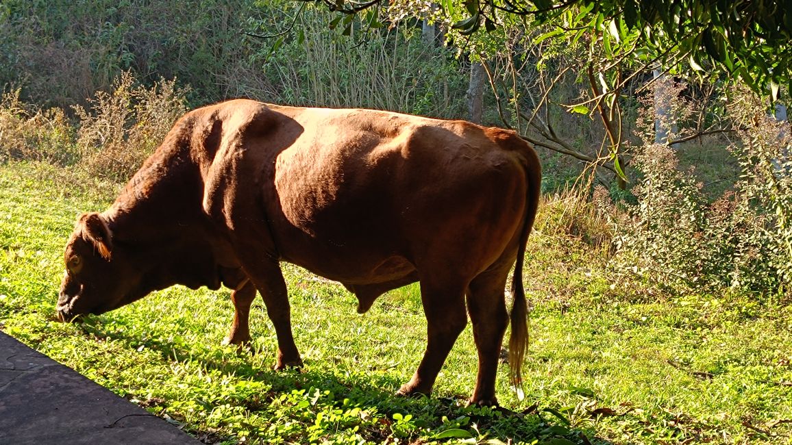 Paraguay_Caacupe_Aventura_Ranch (Juli 2025)