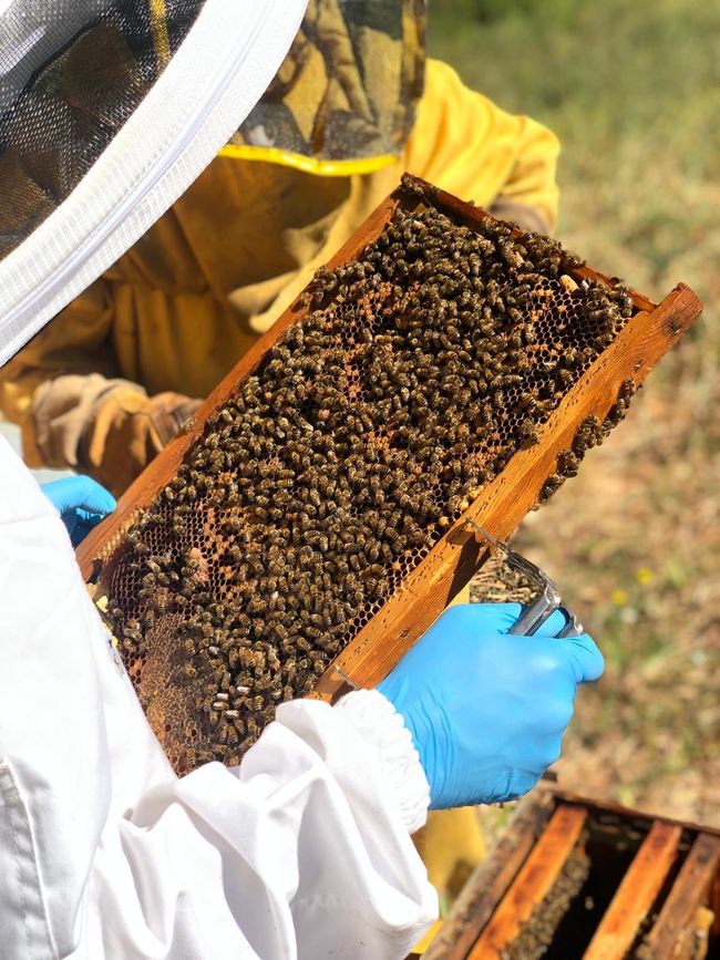 Bienenarbeit bei Nettare di Nur