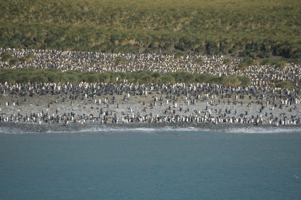 Königspinguin-Kolonie / King penguin colony