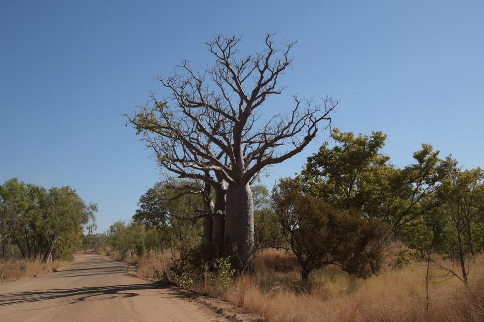 Boab Trees