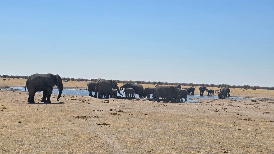 Game Drive