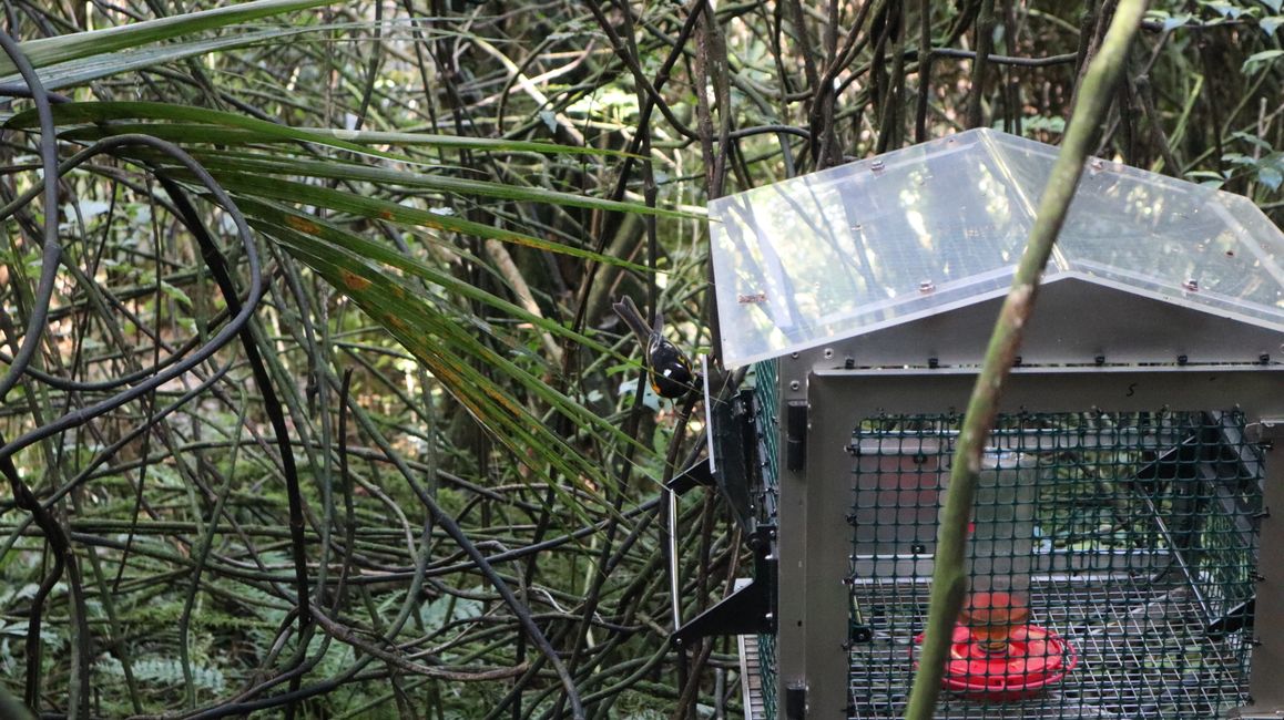 Hihi oder Stitchbird, dieser Vogel kommt nur noch in wenigen Gebieten vor und wird streng geschützt
