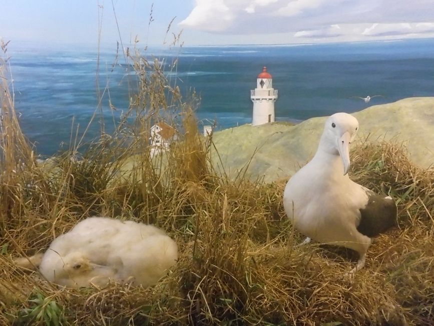 Hier kann ich ch die Albatrosse noch besser sehen