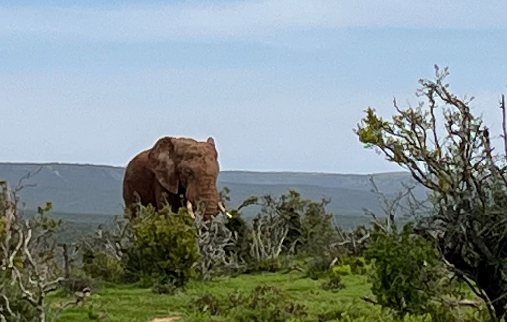 Addo Elephant Park