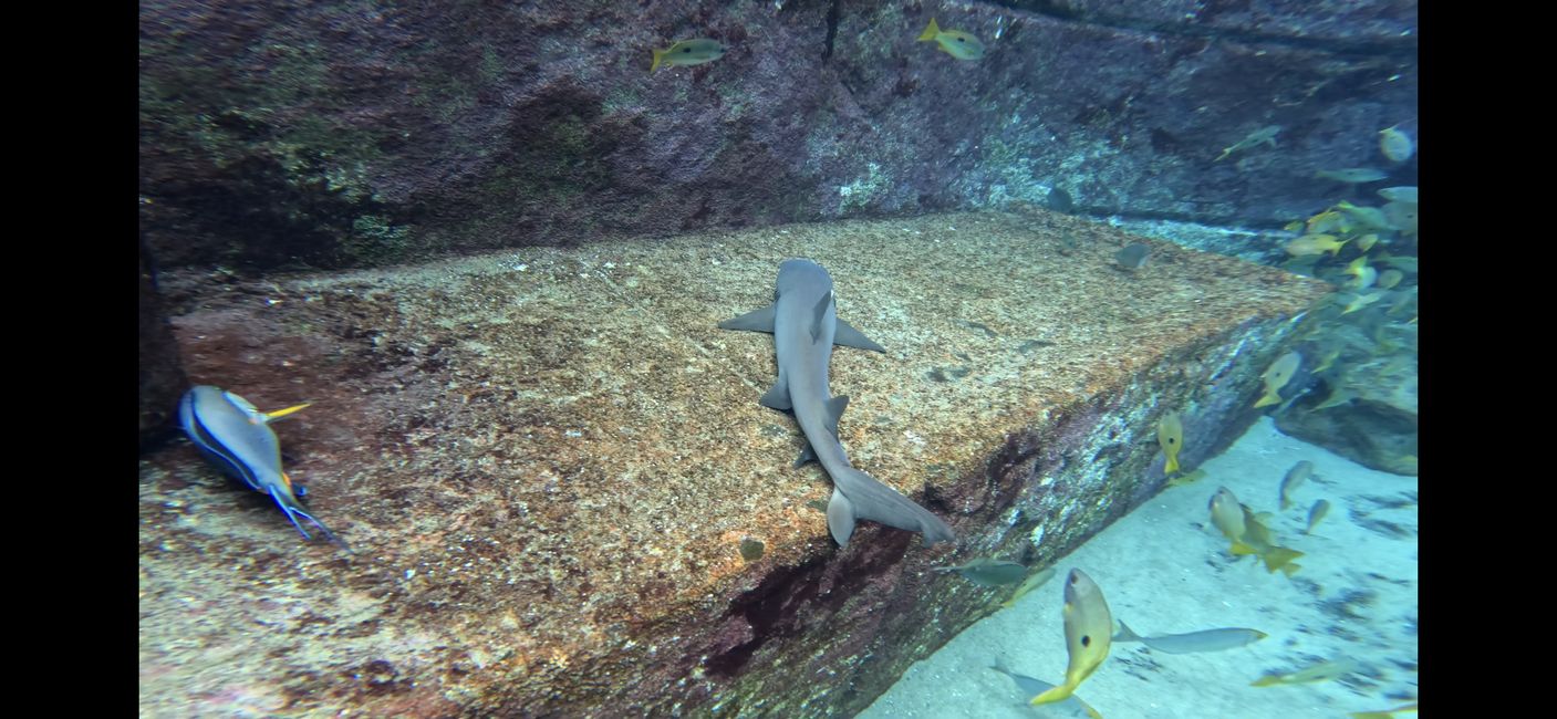 Day 57 - Dubai - Atlantis - Lost Chambers Aquarium - Diving
