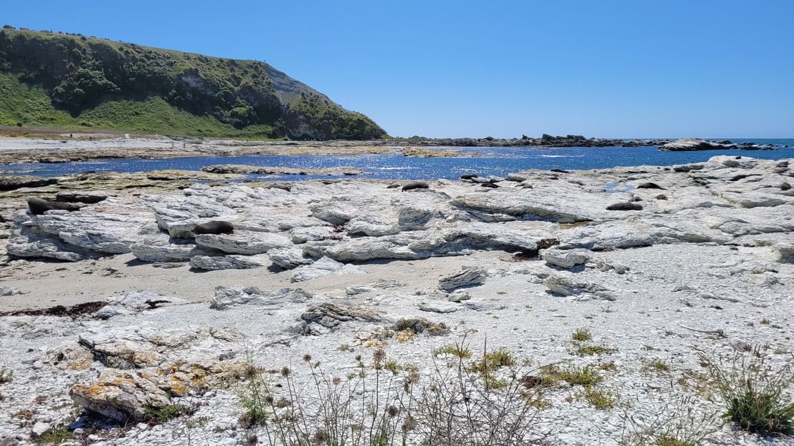 „Animal Watching“ in Kaikoura – Part Two (Seals, No Whales & Dolphins? - but Sheeps!)