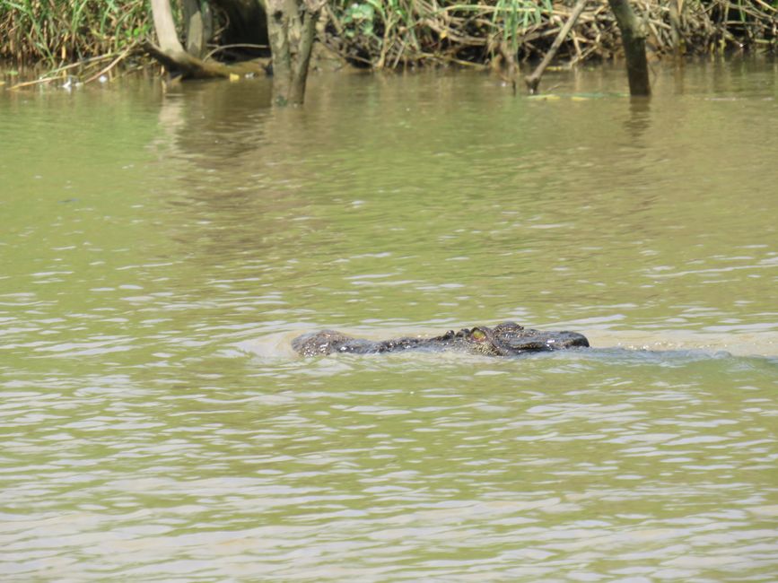 Matara - Mauvais temps, pas de baleines, mais des Salties (crocodiles d'eau salée)
