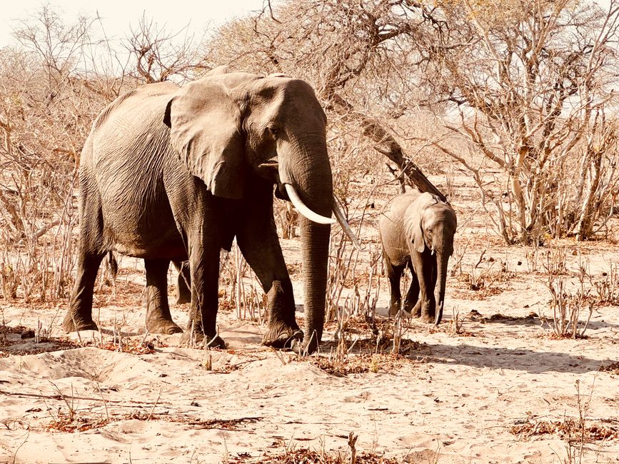 Parque Nacional Chobe