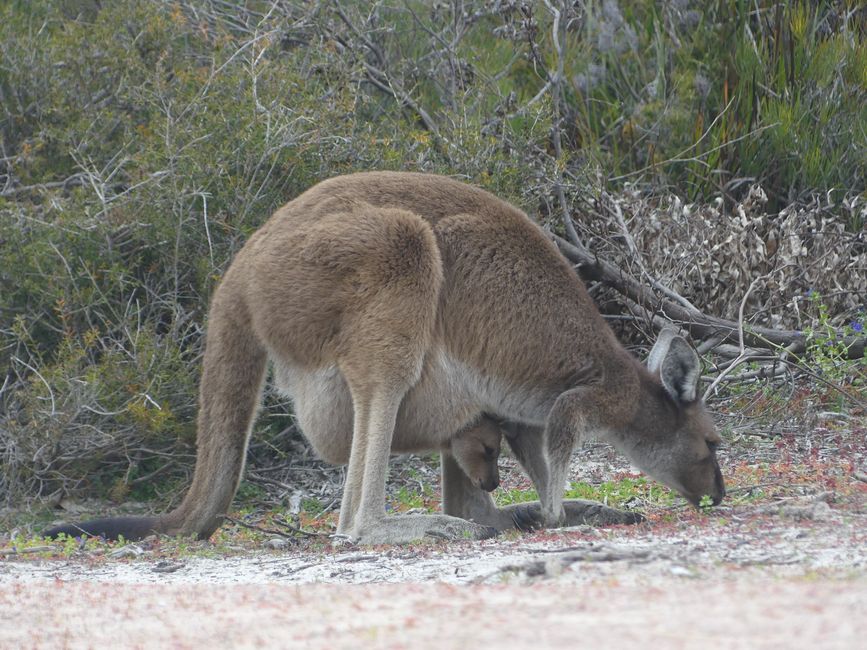 Kangaroo with baby