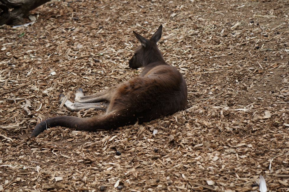 Leura