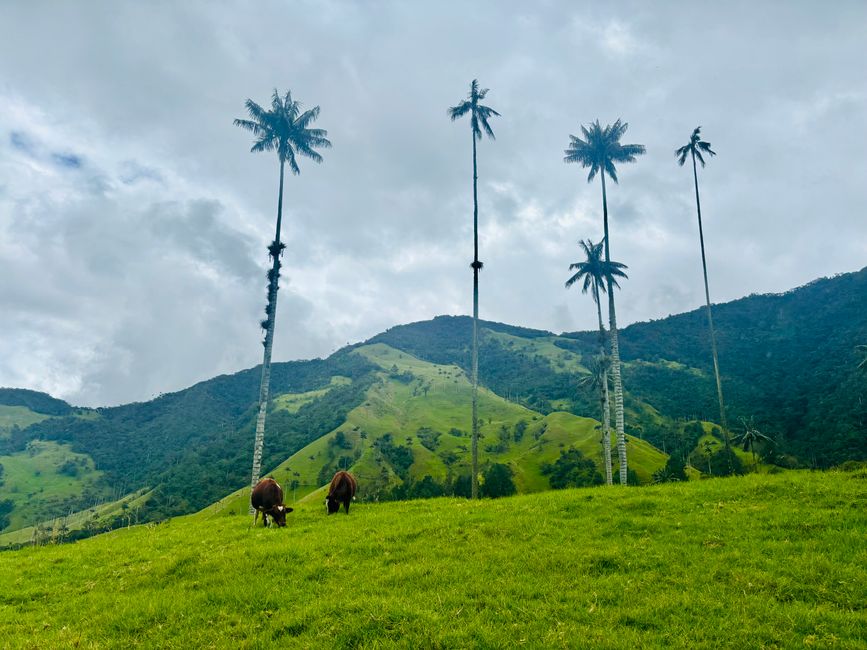 Cocora Valley