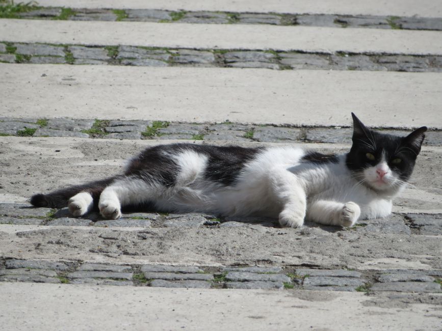Chat