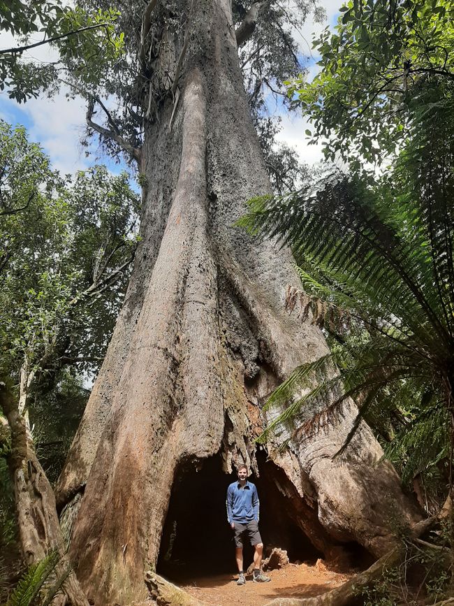 - Singapur & Tasmania 2019 -
