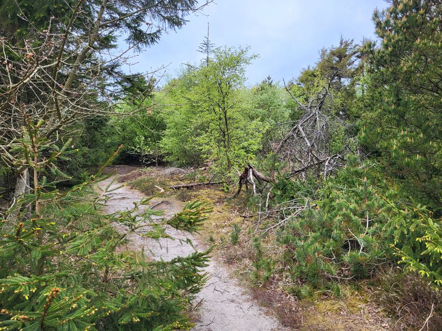 Thy National Park