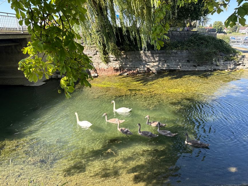 📍Lindau, Bodensee