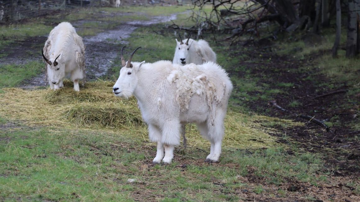 Chèvre des montagnes