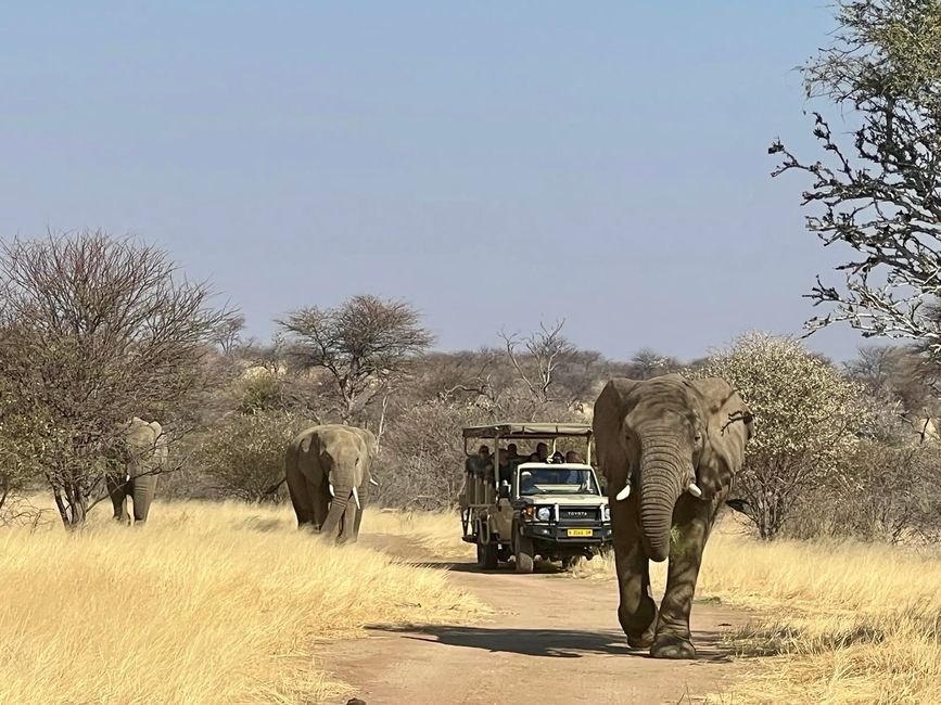 Namibia 2k25 🦓🏜️🐘