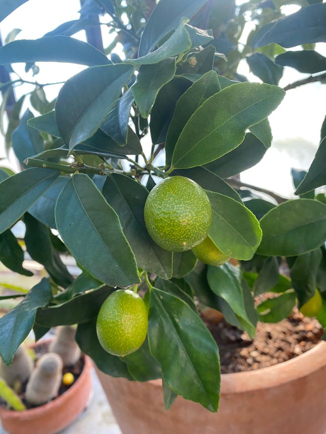 von denen nicht alle bekannt sind,