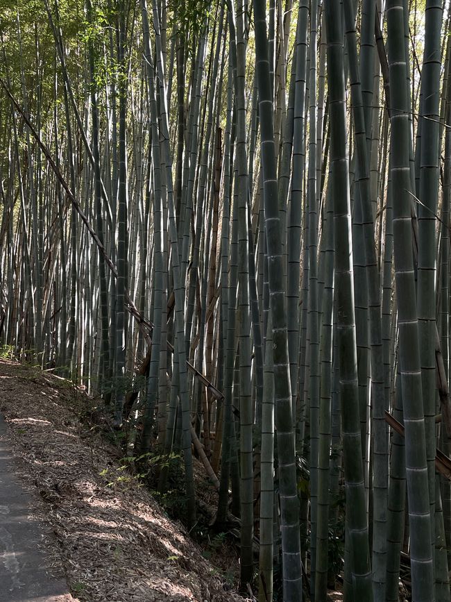 Bambus-Weg