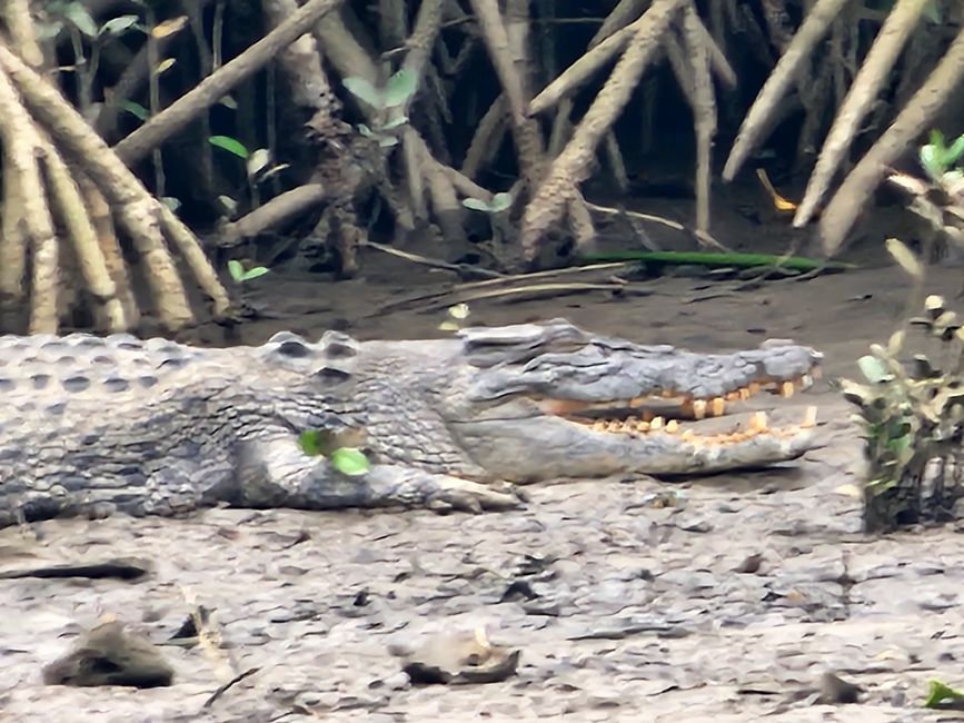 Tag 29, 23. Mai, Daintree