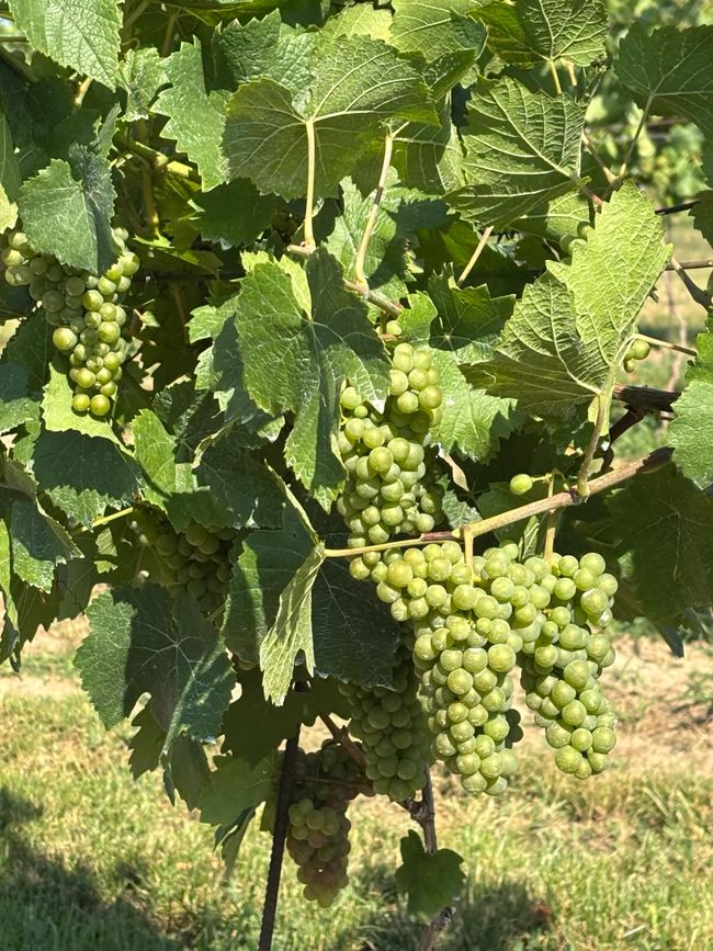 Through the Wine Region - from one winery to the next.....