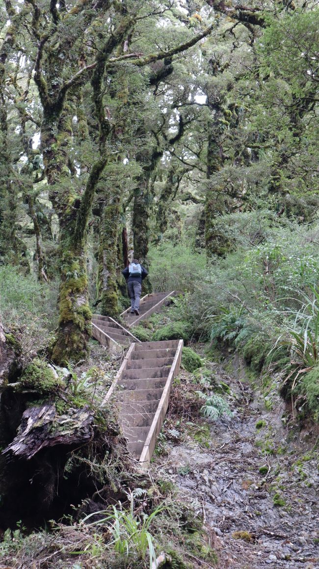 Wanderung zur Powell Hut - oft steil mit vielen Treppen