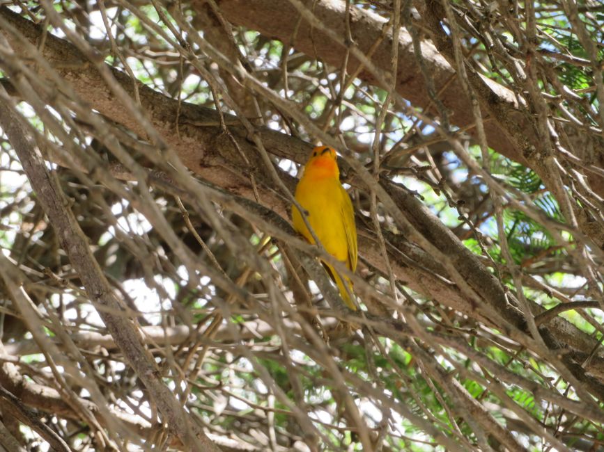 Oiseau
