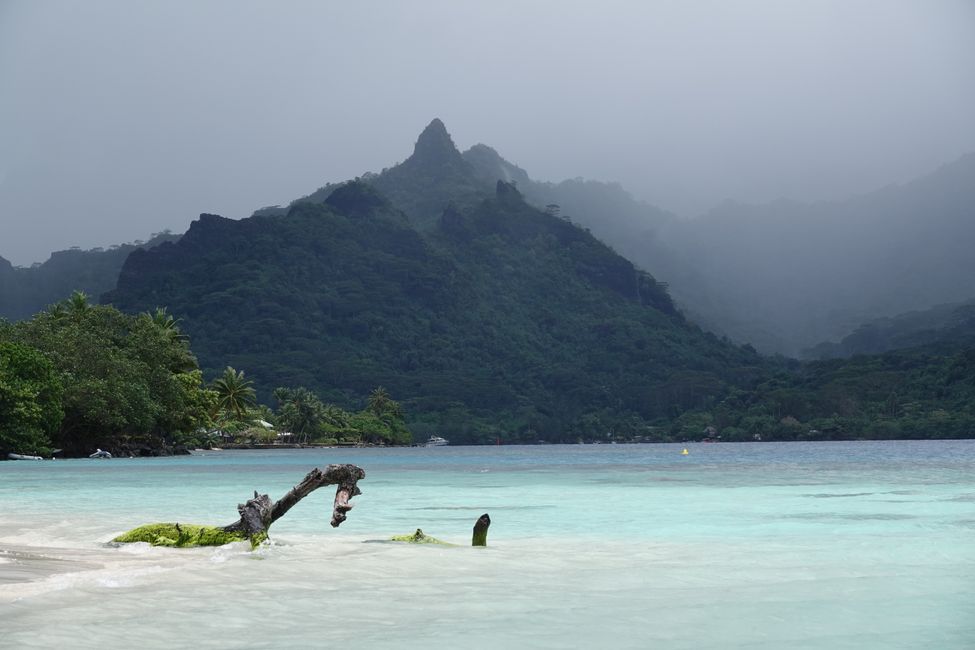 Heute war unser letzter Tag auf Moorea ....