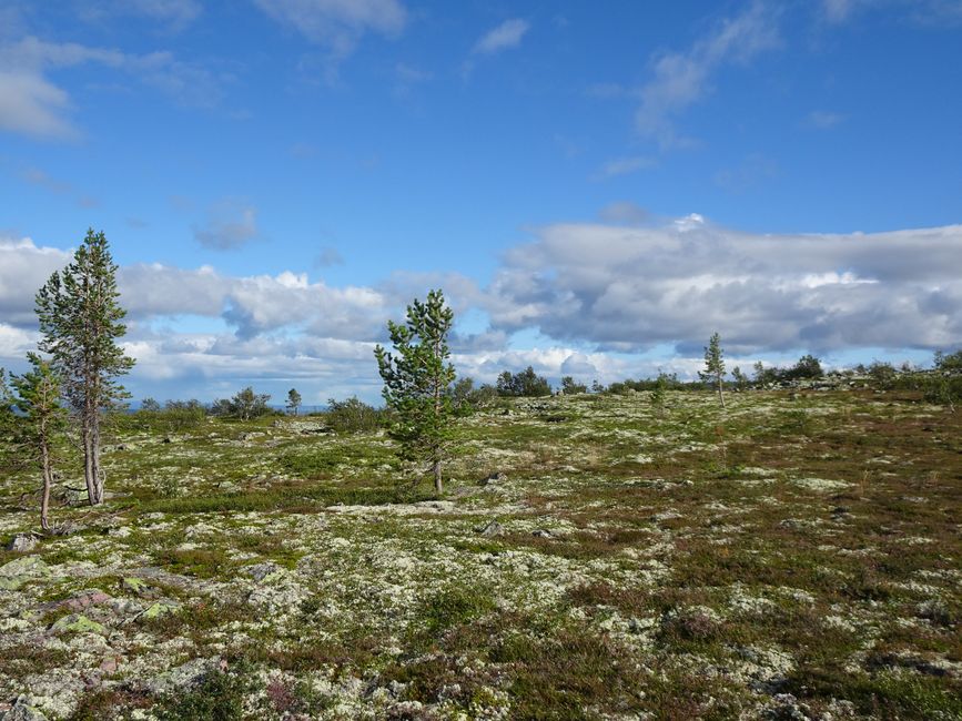 Villa Fregn - Huskyfarm - Fulufjällets NP - Mora