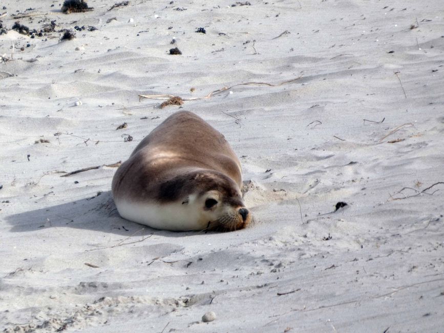 Kangaroo Island