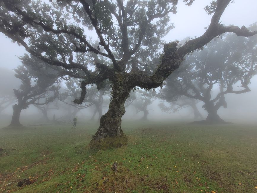 Roadtrip Madeira: Naturwunder, Bergstraßen und Küstenpanoramen