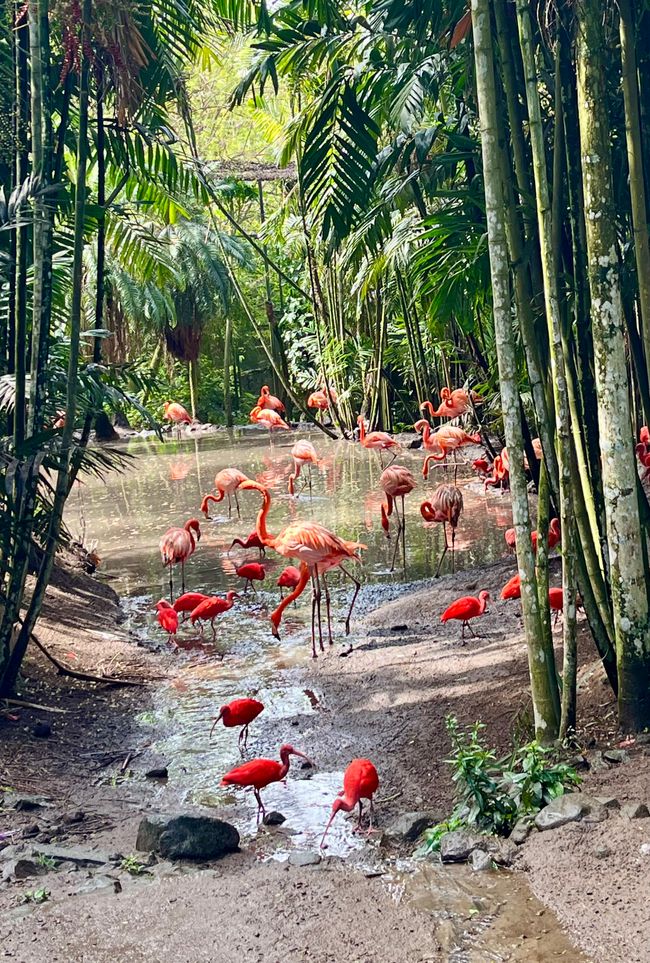 Flamingos