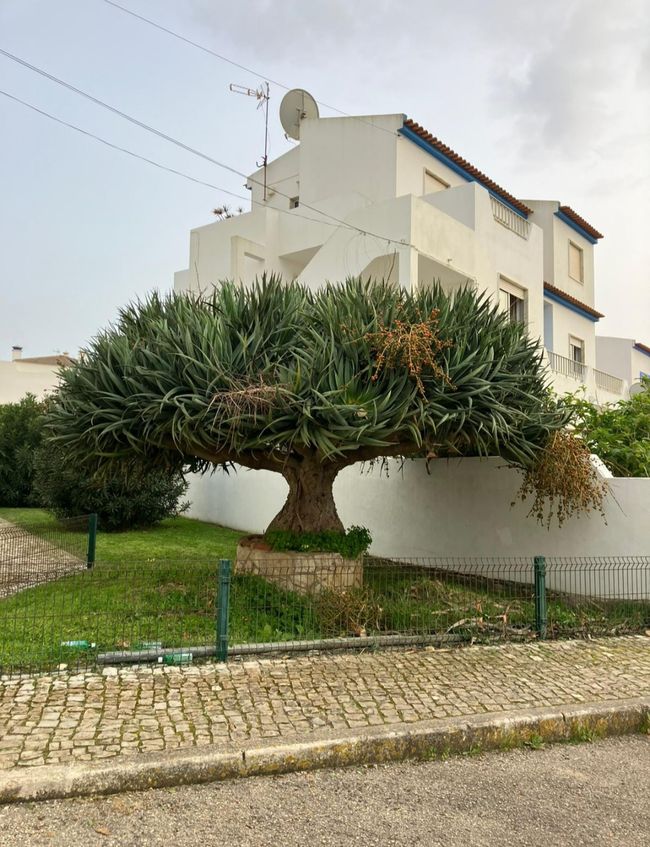 Castellon, torre la sal