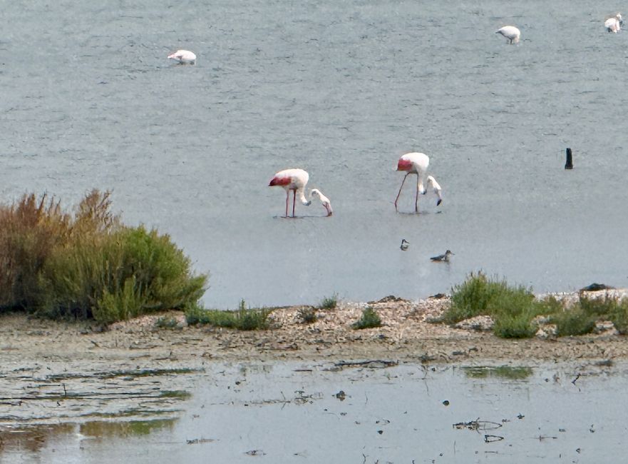 Icke hat auf ihrem Spaziergang wieder Rosaflamingos entdeckt.