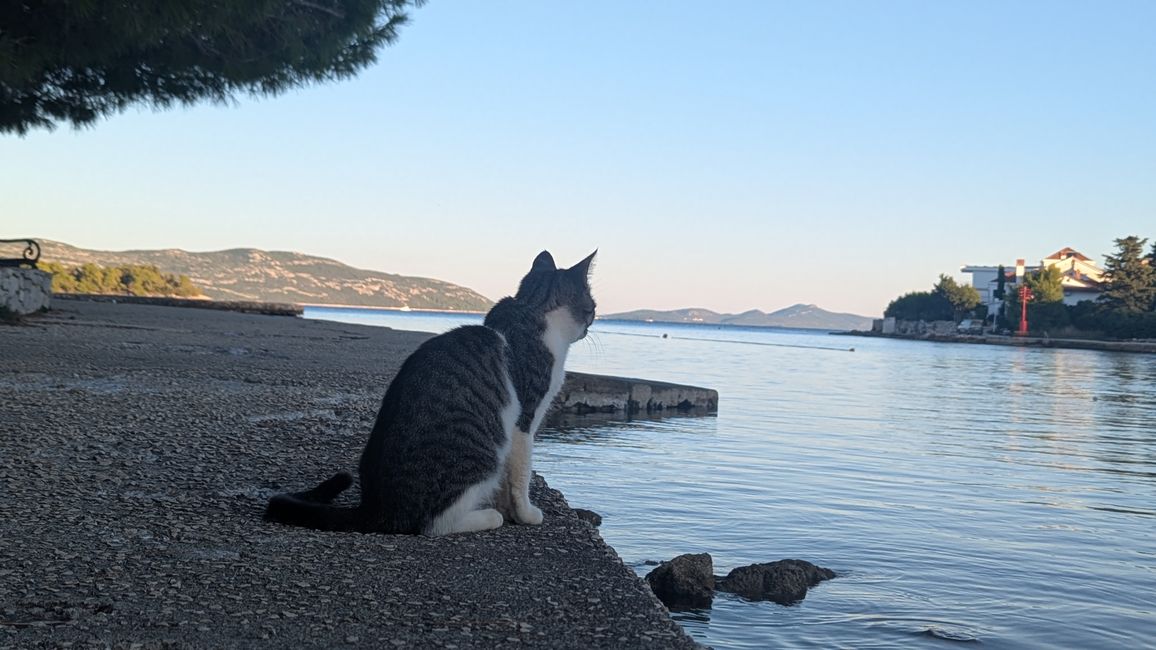 Cats of Croatia