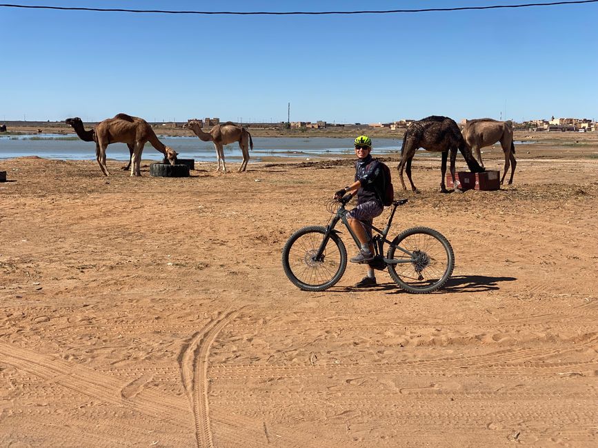 But we also come across dromedaries periodically - calm, peaceful animals