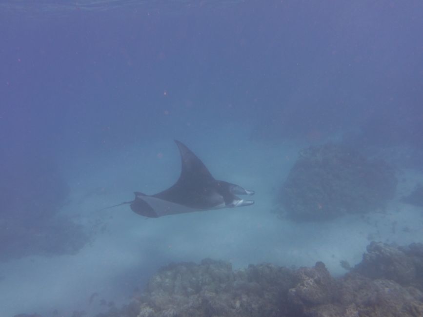 Il Manta sta circling