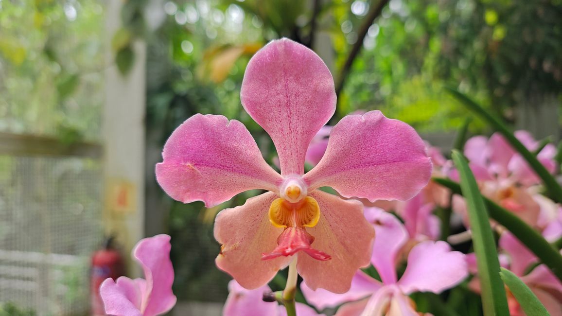 Gesicht einer Orchidee