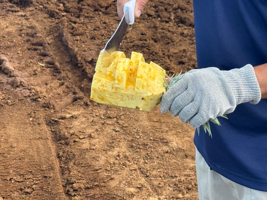 Después de algunos años, las plantas se vuelven a incorporar como fertilizante