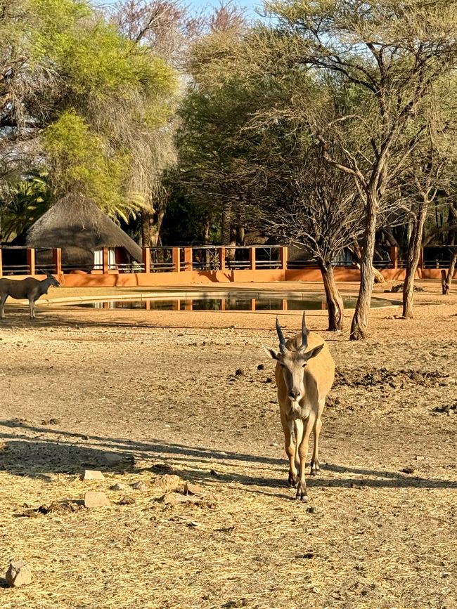 Namibia 2k25 🦓🏜️🐘