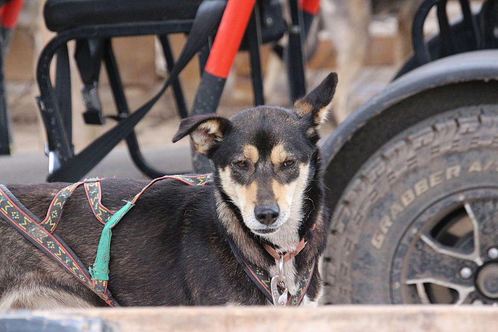 Day 21: Around Whitehorse: Husky Puppies, Emerald Lake & the smallest desert in the world