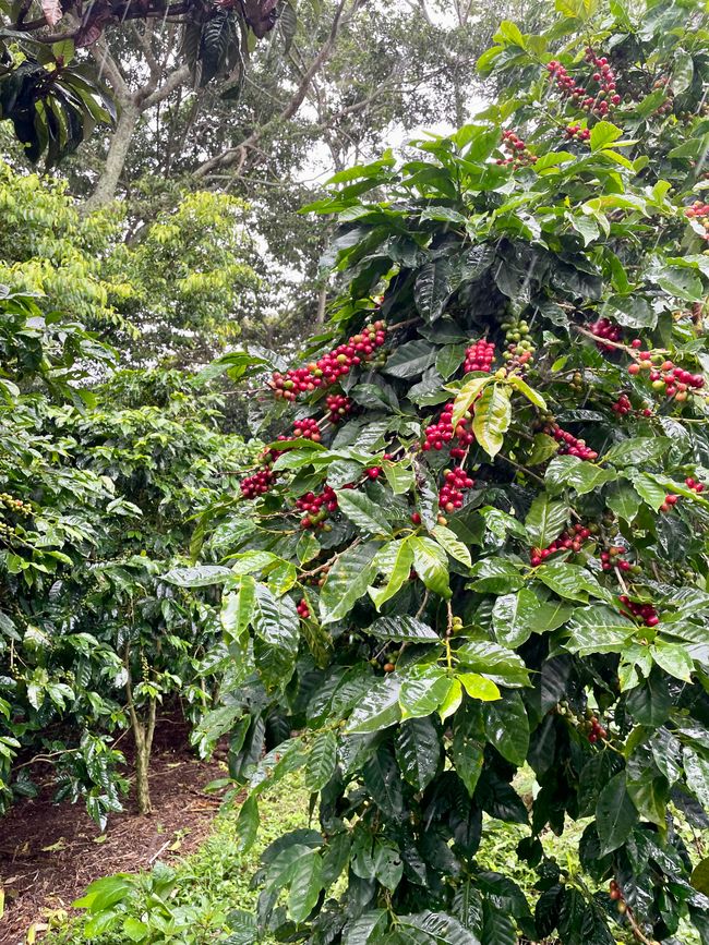 reife Kaffeefrüchte