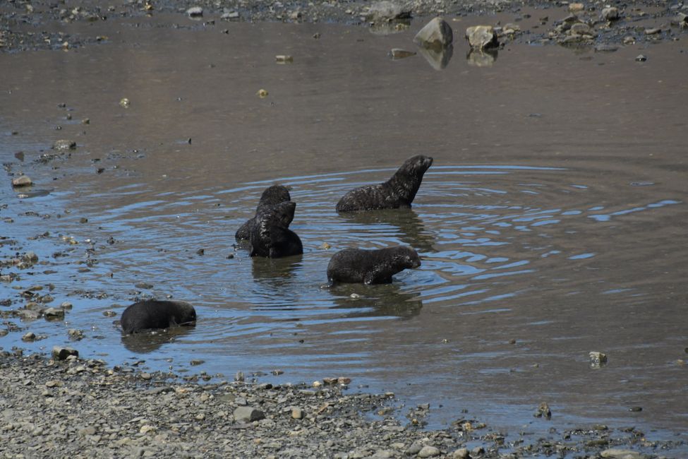 Seebären / Fur seals