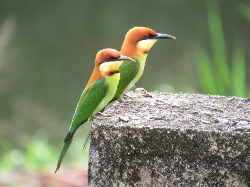 Sinharaja - l'ultima foresta pluviale dello Sri Lanka