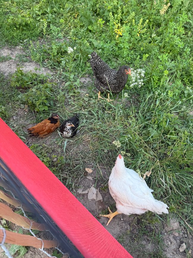 Hühner vom Hof/ chickens from the farm