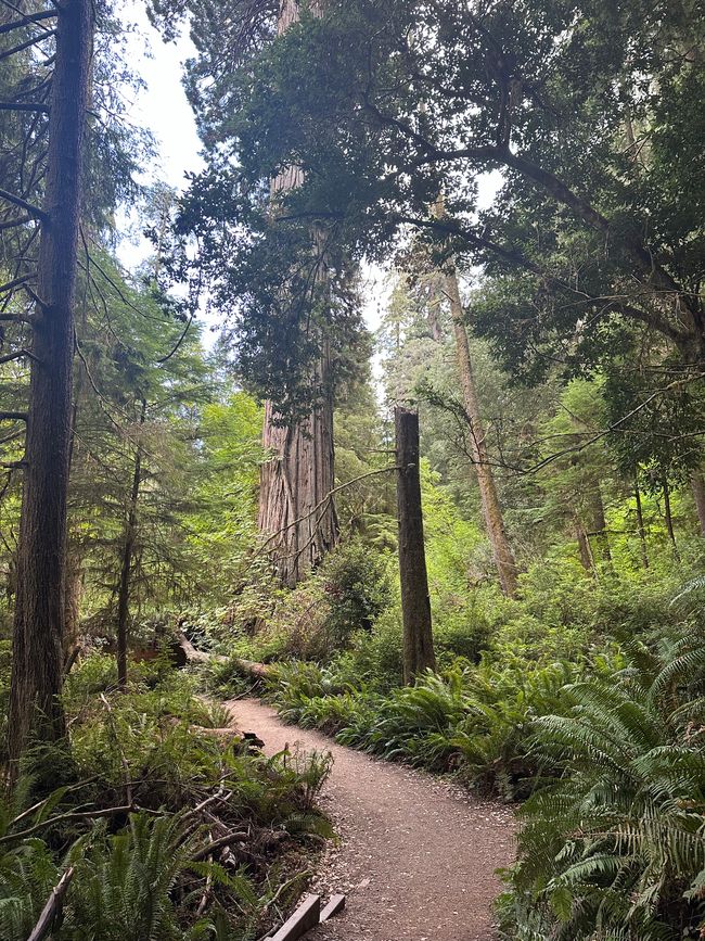 North Californian redwoods