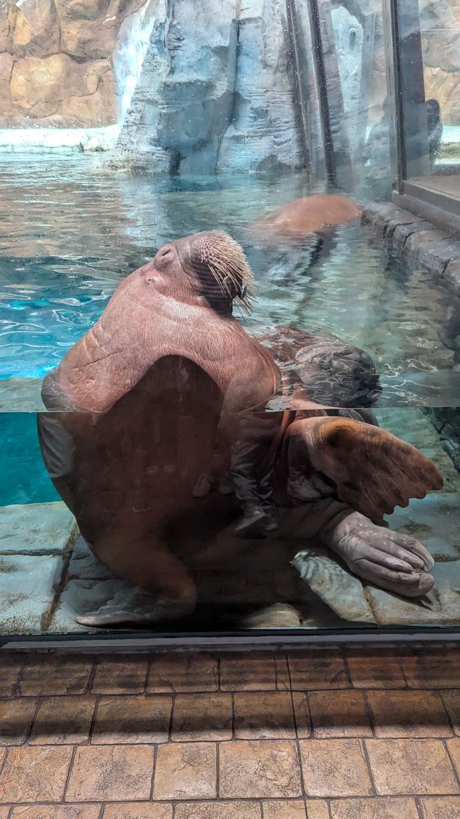 Étiquette 4 - (Abou Dabi) Sea World