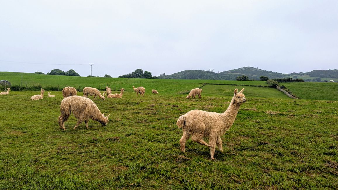 9. Etappe Camino del Norte von Santillana del Mar nach Comillas